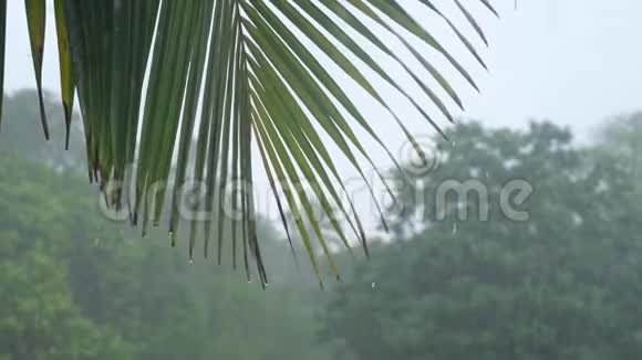 白天岛上热带大雨视频的预览图