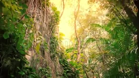 在阳光照耀下穿越丛林岩石视频的预览图