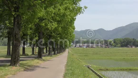 稻田旁的树木视频的预览图