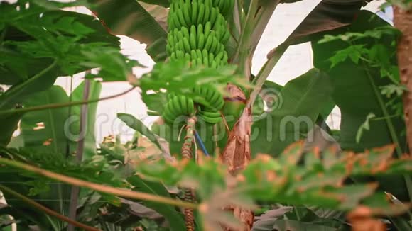 香蕉种植园香蕉树有巨大的绿叶一串绿色生长的香蕉有机食品的概念视频的预览图