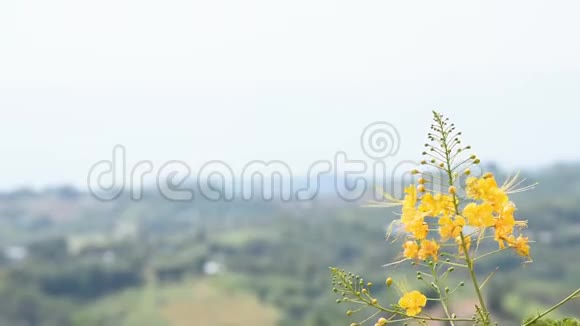 在花园里随风摇摆的黄色花朵背景山视频的预览图