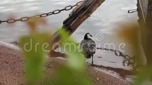 水鸟大破爪立沙岸视频的预览图
