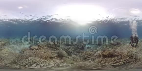 360vr潜水员珊瑚礁上有两艘海龟视频的预览图