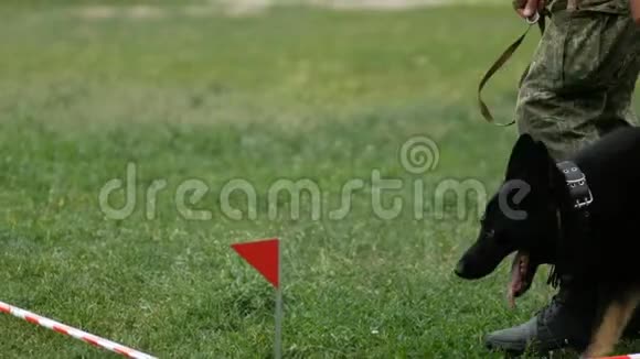 比利时牧羊犬在警犬锦标赛上执行命令狗把棍子带给警察视频的预览图