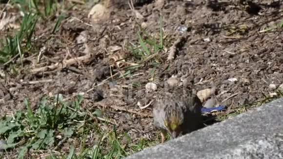 小鸟在院子里啄食坐在泥土里视频的预览图