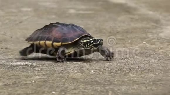 马来西亚蜗牛吃Terrapin在路上行走视频的预览图