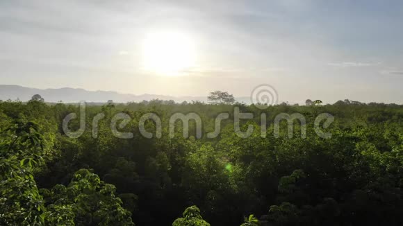 早晨在树梢上方朝太阳飞去视频的预览图