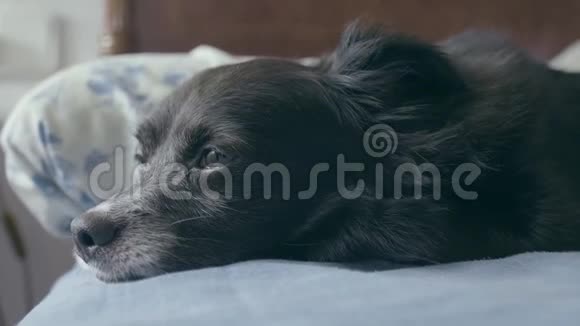 一只可爱的黑狗正要在床上睡着视频的预览图