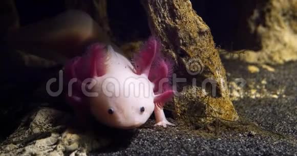 Axolotl墨西哥ambystoma实时视频的预览图