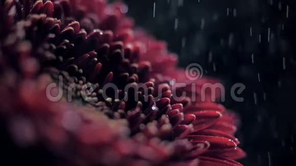 宏观侧景酒红菊花洒在水中视频的预览图