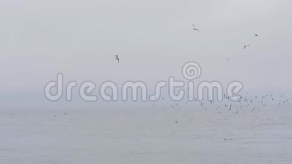 一群海鸥在多云的天空背景下飞过大海海水中的海鸟视频的预览图