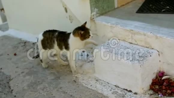 猫要回家了希腊视频的预览图