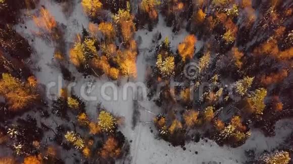 黄冬林带雪寒冷天气中的彩色落叶乔木高空俯视图视频的预览图