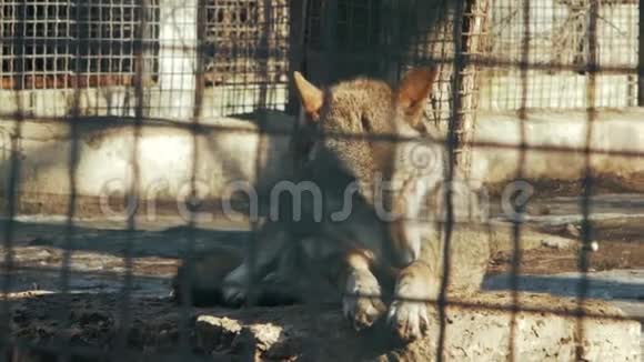 茴香狼疮动物园的欧洲洗狼视频的预览图