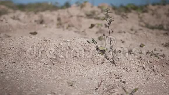 没有水的干燥土壤的特写干旱的性质沙漠自然视频的预览图
