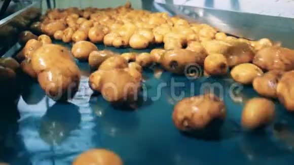 食品厂输送机在一个设施中移动清洗过的土豆视频的预览图