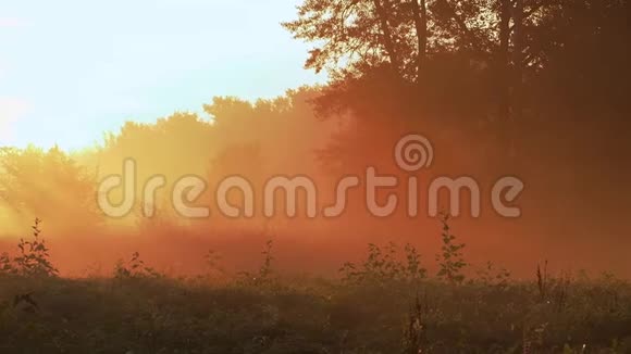 阳光下清晨森林的全景视频的预览图