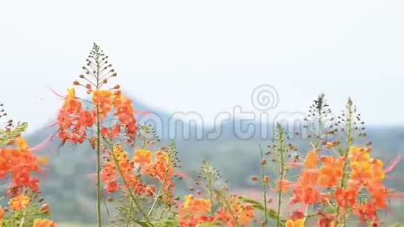 在花园背景山的风中摇曳的橙花视频的预览图