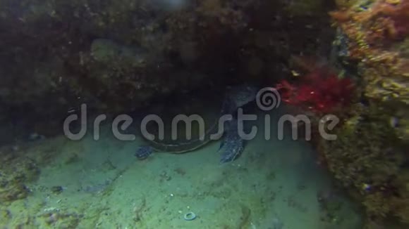 斑马鲨豹鲨曼塔雷绿海龟优雅温柔的海洋生物视频的预览图