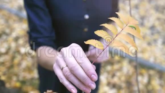 一只雌手的俯视图收集秋叶并把它放在手中直到风在公园里吹一片叶子慢慢慢慢视频的预览图