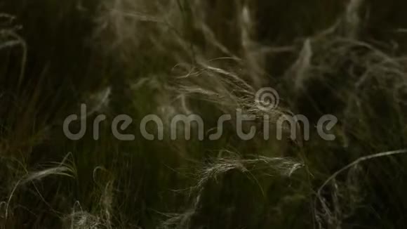 热带高草在风中摇曳特写镜头视频的预览图