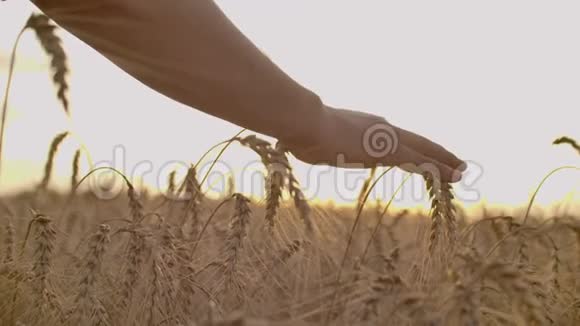女人手里的麦穗日落或日出时的田野收获概念视频的预览图