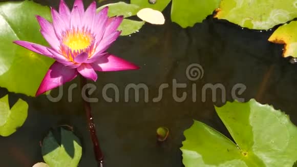 池塘里漂浮的睡莲从上面的绿叶和粉红色的睡莲花漂浮在宁静的水中视频的预览图