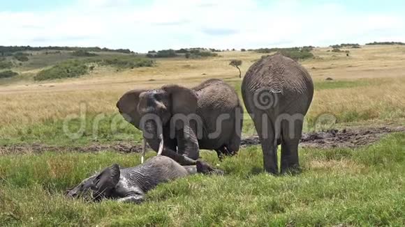 非洲象非洲象群立在沼泽有巴斯马赛马拉公园在肯尼亚视频的预览图