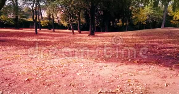 森林树木和五颜六色的黄色和红色的秋天离开坠落视频的预览图