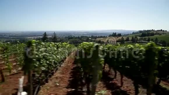 在威拉米特山谷的一家酿酒厂里一排排葡萄酒葡萄藤和红酒葡萄视频的预览图