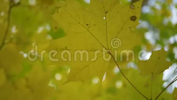 自然背景秋天森林的枫叶没有太阳抬起头来视频的预览图