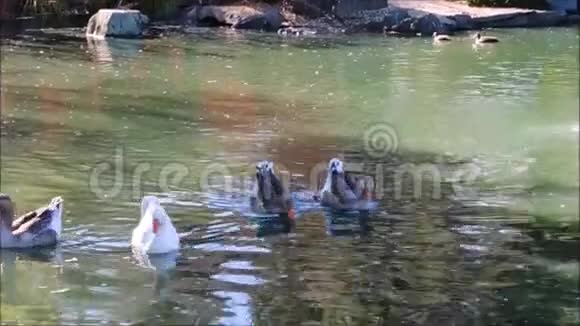 澳大利亚悉尼一个植物园里的池塘里游泳的鹅的镜头视频的预览图