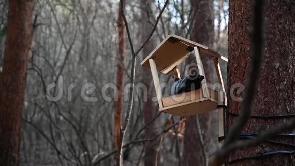 鸽子站在一个有创意的鸟饲养器上绑在树干上鸽子的眼睛早寒春视频的预览图