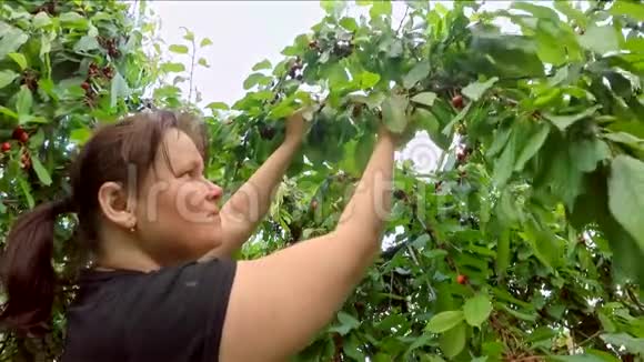 女人从树上收获樱桃慢动作视频的预览图
