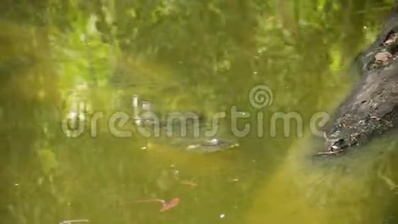一只藏在水里的鳄鱼视频的预览图