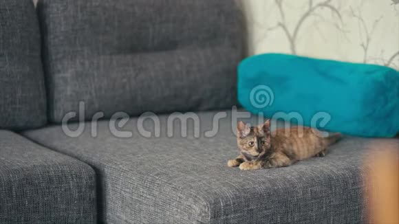三只彩色猫躺在沙发上视频的预览图
