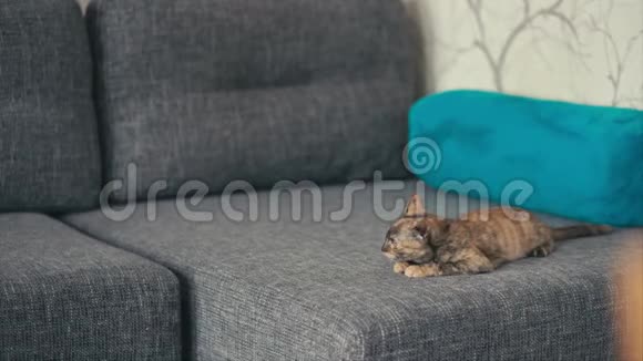 三只彩色猫躺在沙发上视频的预览图