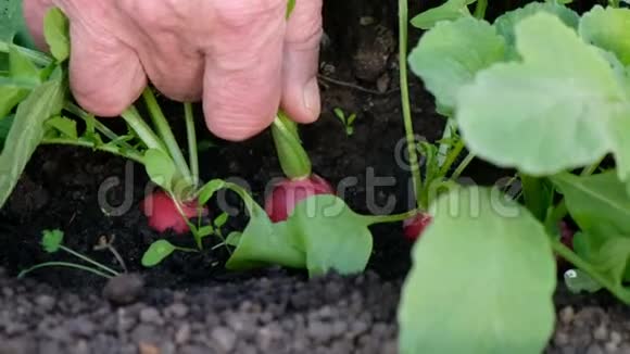 在夏天雄性农夫的手在采摘新鲜成熟的萝卜视频的预览图