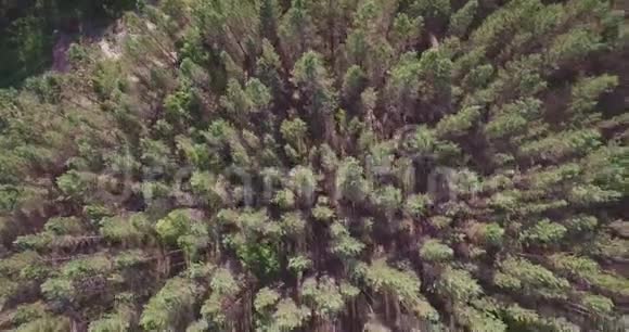 雪松森林无人机视频视频的预览图