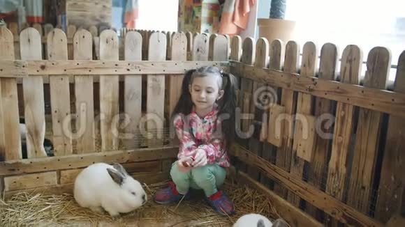 小女孩在宠物动物园里和兔子在一起视频的预览图