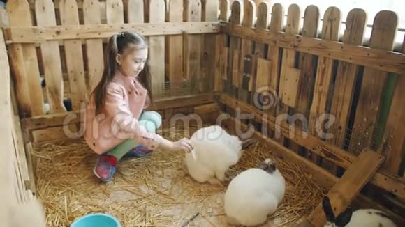 小女孩在宠物动物园里和兔子在一起视频的预览图