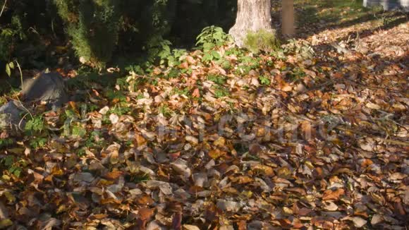 枯萎的叶子掉落下来视频的预览图