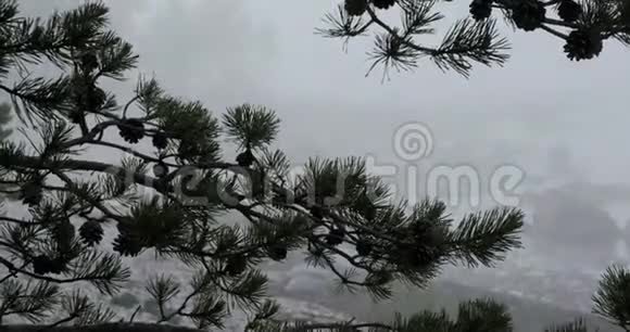 松树枝的时间流逝身后浓雾弥漫视频的预览图
