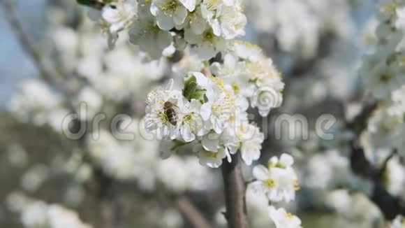 蜜蜂在有白色花瓣的果树上采集花蜜视频的预览图