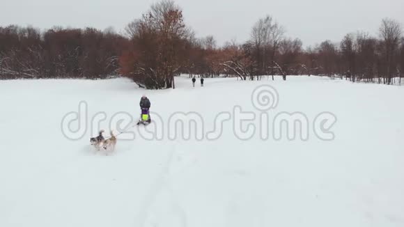 西伯利亚哈士奇在狗队在森林里奔跑在雪橇上骑着西伯利亚哈士奇狗队视频的预览图