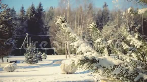 冬天松枝飘落美丽的雪视频的预览图