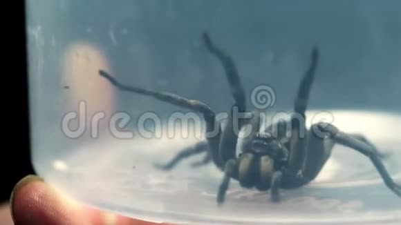 手举着容器中的蜘蛛特写镜头视频的预览图