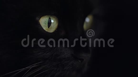 特写一只绿色眼睛的黑色毛茸茸的猫的肖像万圣节标志视频的预览图