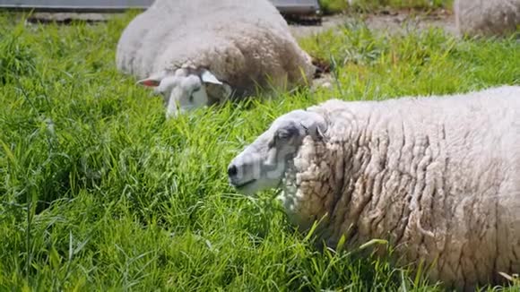 两只羊躺在绿色的草地上视频的预览图