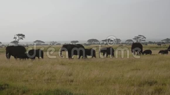 非洲大草原上大草原野生大象与小食草视频的预览图